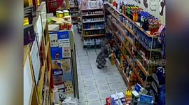 Thirsty monkey sneaks into shop and steals yoghurt drink in China