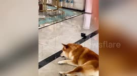 Shiba Inu retches as owner eats durian fruit in China