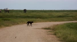 Rare black serval caught on camera by wildlife photographer in Kenya