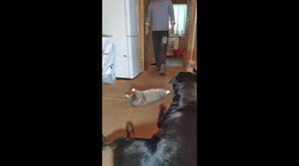 Rottweiler opens the fridge and grabs a Coca-Cola