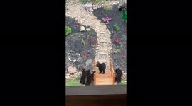 A bear cub walking on a garden bridge , while the other three cubs stand and watch , like  he is the king
