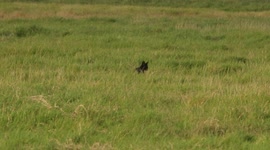 Very rare sighting of Black Serval on the hunt in a swamp in Amboseli National Park, Kenya