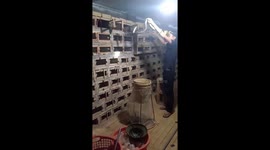 Dangerous work- Man takes care of hundreds of king cobras every day