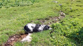 A cute puppy followed us for 4 hours all the way to top of the mountain 10 000 ft high