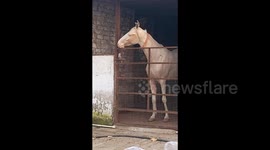Desperate horse succeeds in its attempt to open the latch of the gate of its stable in order to meet its partner after its owner locked it up inside the stable.