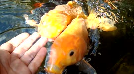This fish like to suck its feeder's finger in the House of Representatives office pool in Indonesia