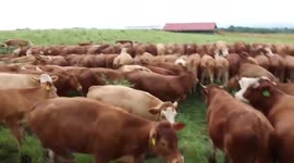 Check out the cattle rearing system in Indonesia