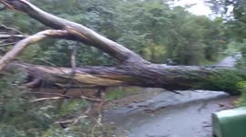 Australia: Powerful Storm Knock Down Trees, Blocking Street In Melbourne