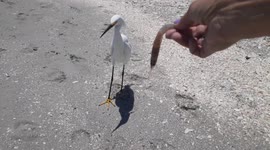 Feeding a baby egret a raw shrimp from my hand on Saibel Island