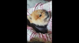 Cute little Singing dog relaxing in bed with owner, South africa,  pomeranian