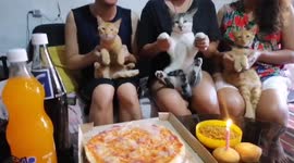 Cats hilariously celebrate birthday party