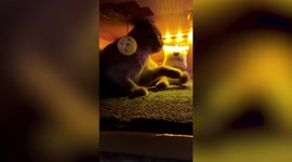Party-loving cat has its own mini nightclub