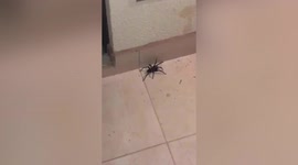 House owner jumps with fright after huge spider chases him on balcony in Costa Rica