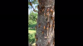 Brood X Cicadas invade the United States