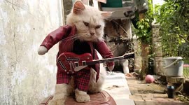 Cat Using Rockstars and Unique Costume From Bogor Indonesia