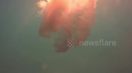 Jellyfish floating underwater