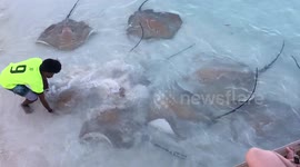 Fever of stingrays swim in shallow waters as they're fed by man in the Maldives