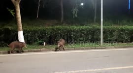 Wild boars spotted wandering around university campus in China