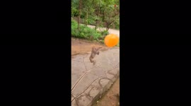 Monkey has time of its life playing with balloon before ultimately popping it