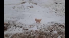 Touching moment Russian sailors rescue stranded dog from Arctic ice