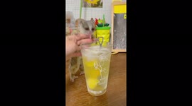 Bush baby is insistent on taking sip of his owner's soda