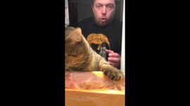 This Russian man's cat loves raiding his fridge for food