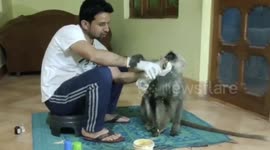 Indian pharmacist takes care of injured monkey found on roadside