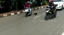 Cats Bring Women's Underwear On Highway Cempaka Putih, Central Jakarta, Indonesia