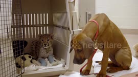 Puppy helps cheetah cub overcome genetic condition at US zoo