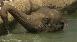 Trunk yeah! Elephants have splash party at San Diego Zoo
