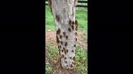 US: Massive Brood X Cicadas Infestation Across Cities In Virginia 2