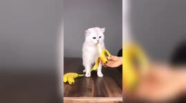 How is my sweet cat eating her bananas ? Cute Cat & funny cat video#1