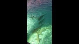 Sharks gathering at the water villas in the maldives