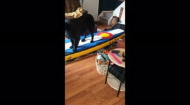 Pepper the Newfoundland Dog Learns to Paddleboard!