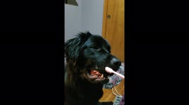 Pepper the Newfoundland Dog Loves to get her teeth brushed!