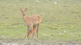 Cute Deer Baby Feeding