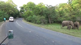 stupid man watching elephants dangerous #attack #elephants #wildlife #dangerous