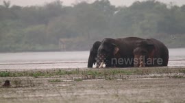 The tallest tusker protected by two tuskers  in sri lanka  #tusker #kawanthisssa #elephant #wild
