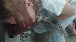 Mother cat refuses to leave baby’s grave for a week after kitten died from poisoning