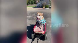 Pit bull that was once obese and had cancer is now happy and agile after receiving treatment