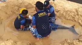 Female dolphin stuck on beach rescued in Thailand