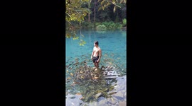 Indonesian man dubbed 'Aquaman' after hundreds of fish circle him in lake