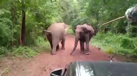 Park rangers come face-to-face with herd of wild elephants defending their territory in Thailand
