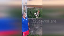 Chicken makes hilarious LAUGHING sound while crowing