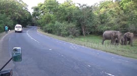 Man halts vehicle amid road upon spotting herd of elephants in Sri Lanka