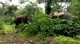 Elephants involved in man-animal conflict captured in southern India