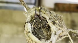 two hummingbirds a few days old in a nest (Hummingbirds). hummingbirds, suckers, tucusitos, fly birds. This nest was recorded in the patio and garage of an inhabited house in Hermosillo, Mexico