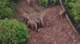 China's viral elephant herd stops to play around in muddy patch