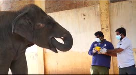 Animal lover in south India feeds stray animals from dogs to elephants!