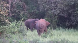 Elephants get into bloody battle in Sri Lanka